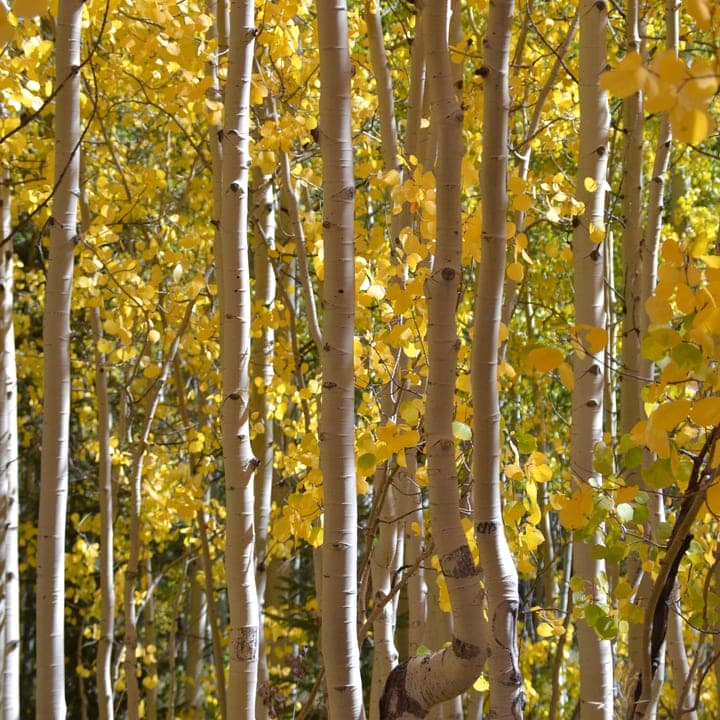 A grove of golden aspens in fall.
